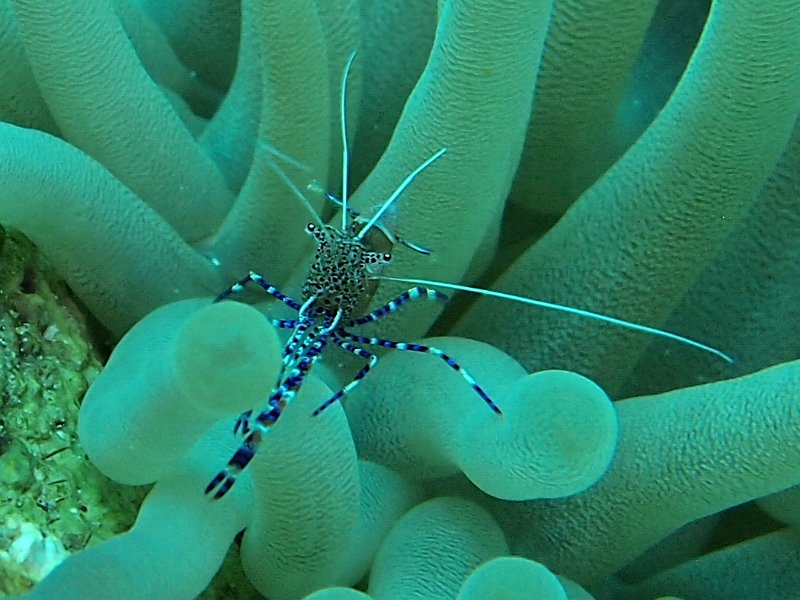 Curacao 04-12 048.jpg